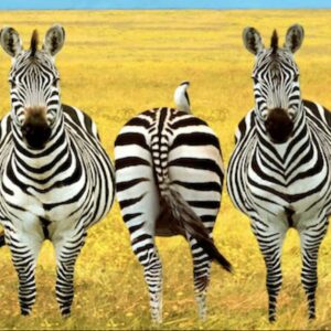 Module 3: Schematherapie en boksen